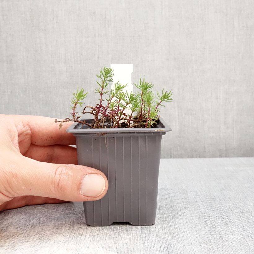 Amostra de Veronica armena Vaso de 8/9 cm tal como entregue na primavera