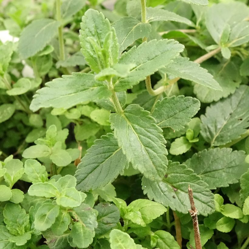 Veronica austriaca Royal Blue (Folhagem)