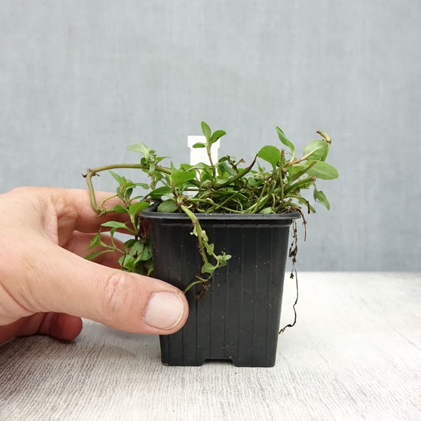 Amostra de Veronica beccabunga Vaso de 8/9 cm tal como entregue no outono
