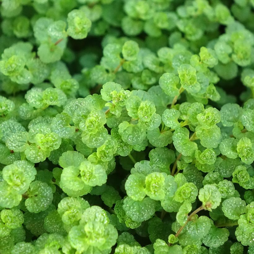 Veronica filiformis - Verónica (Folhagem)