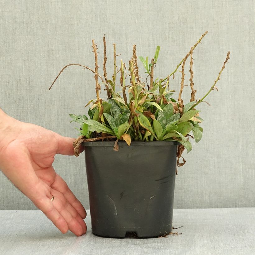 Amostra de Veronica gentianoides Tissington White - Verónica-do-cáucaso Vaso de 1,5 L/2 L tal como entregue no verão