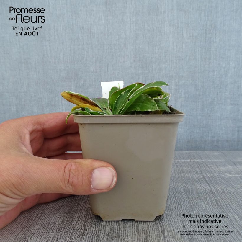 Amostra de Veronica gentianoides Variegata Vaso de 8/9 cm tal como entregue no verão