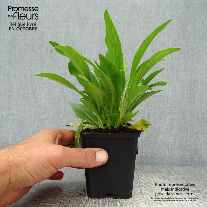 Amostra de Veronica gentianoides Vaso de 8/9 cm tal como entregue no outono
