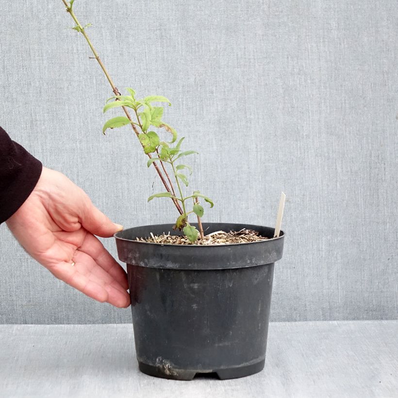 Amostra de Veronica Lavender Lightsaber Vaso de 2 L/3 L tal como entregue no outono