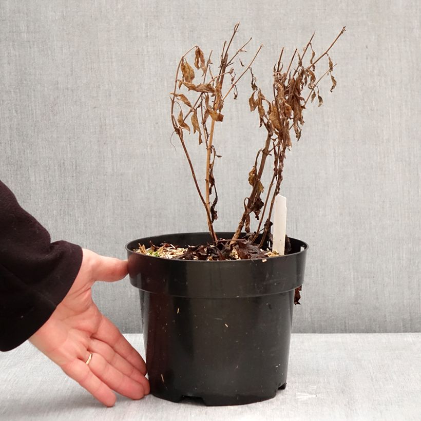 Amostra de Veronica Lavender Lightsaber Vaso de 2 L/3 L tal como entregue no inverno