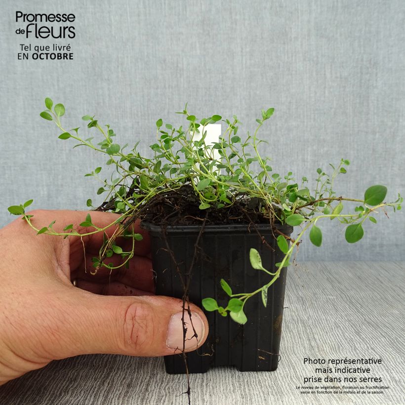 Amostra de Veronica liwanensis Vaso de 8/9 cm tal como entregue no outono