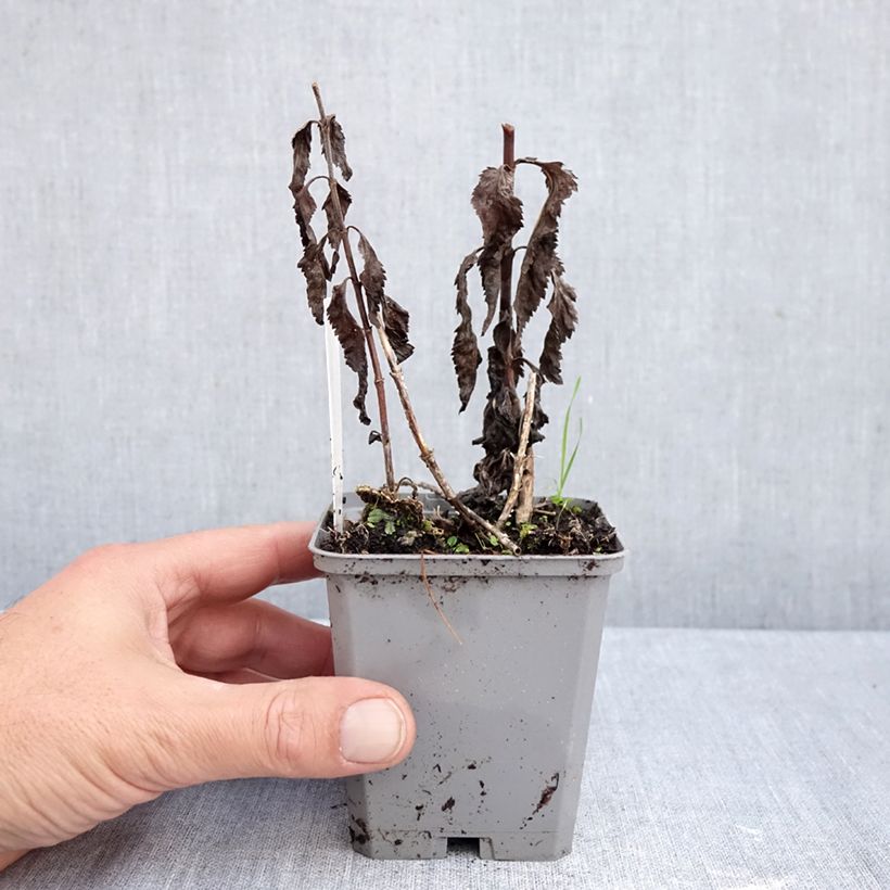 Amostra de Veronica longifolia Blauriesin Vaso de 8/9 cm tal como entregue no outono