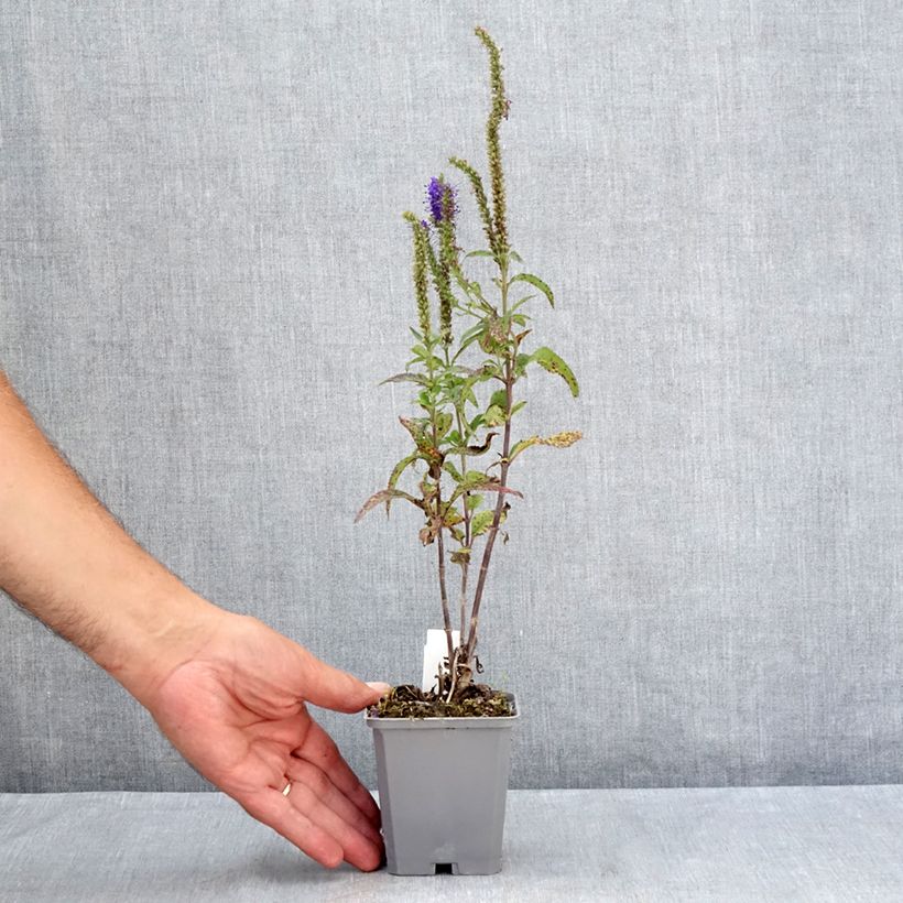 Amostra de Veronica longifolia Blauriesin Vaso de 8/9 cm tal como entregue no verão