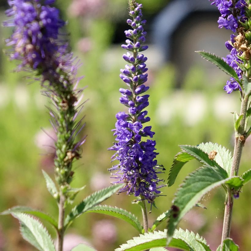 Veronica longifolia Blauriesin (Floração)