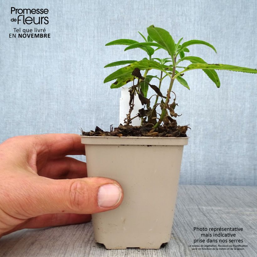 Amostra de Veronica longifolia Candied Candle Vaso de 8/9 cm tal como entregue no outono