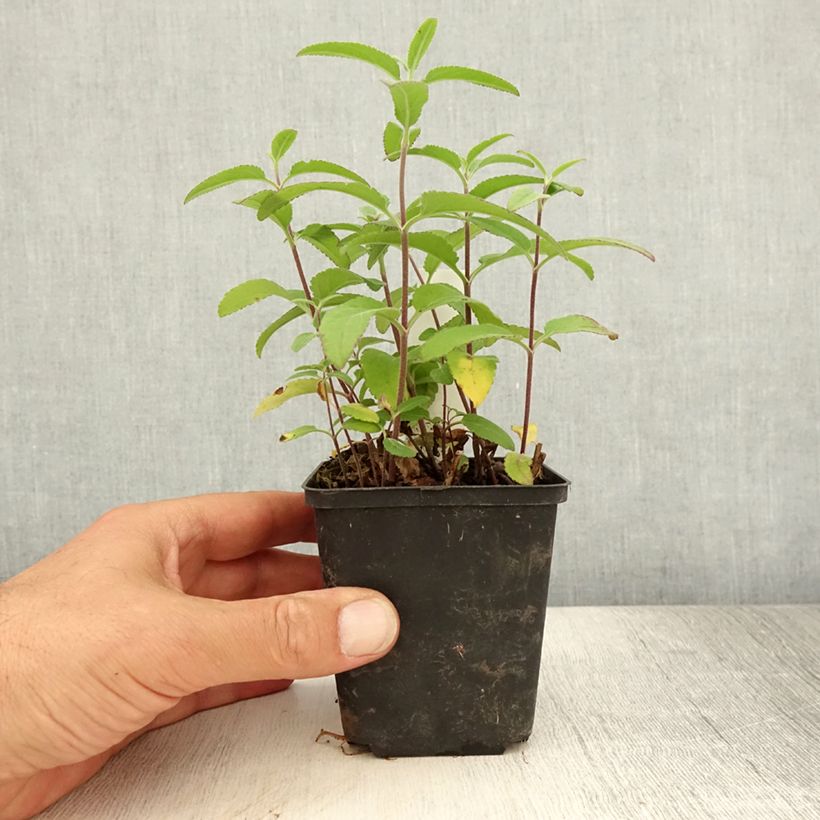 Amostra de Veronica longifolia Candied Candle Vaso de 8/9 cm tal como entregue no verão