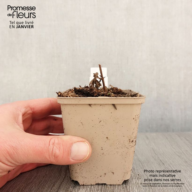 Amostra de Veronica longifolia Candied Candle - Véronique à longues feuilles Vaso de 8/9 cm tal como entregue no inverno