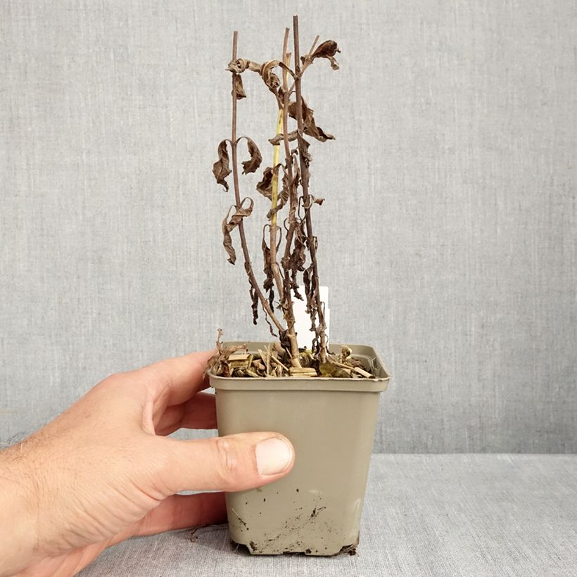 Amostra de Veronica longifolia Charlotte® Vaso de 8/9 cm tal como entregue no outono