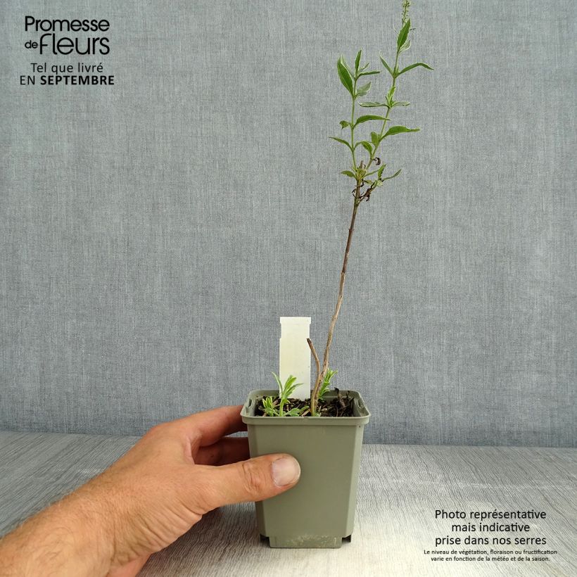 Amostra de Veronica longifolia Charlotte® Vaso de 8/9 cm tal como entregue no verão