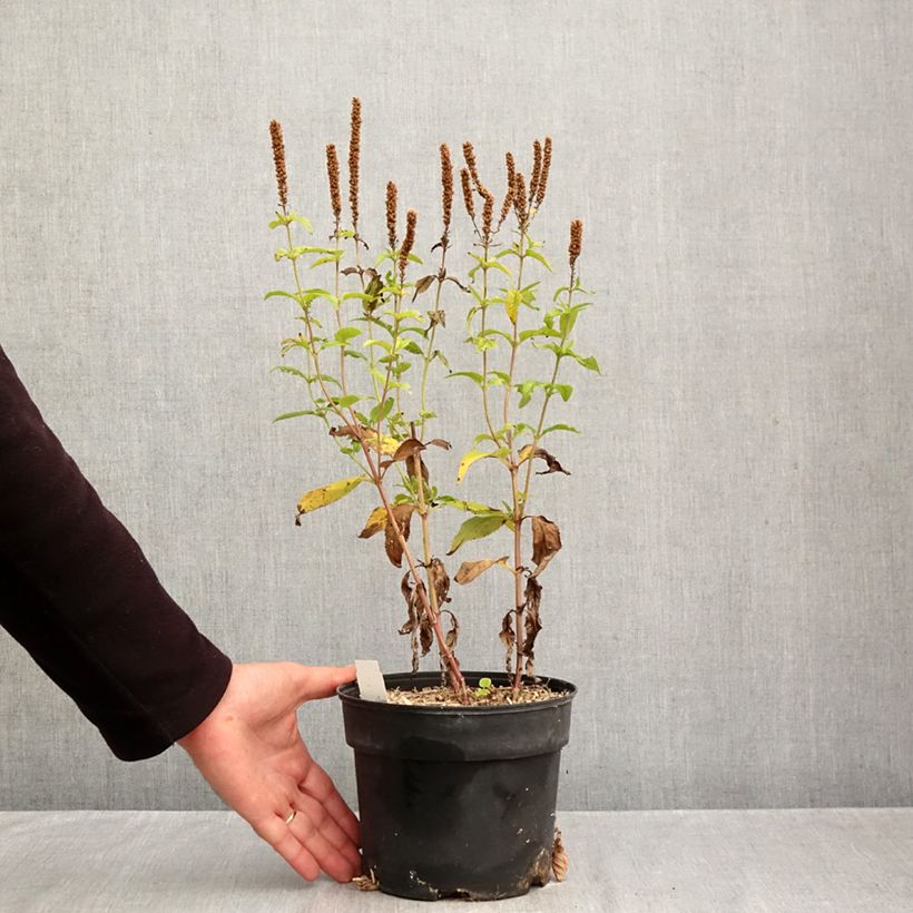 Amostra de Veronica longifolia First Glory Vaso de 2 L/3 L tal como entregue no outono