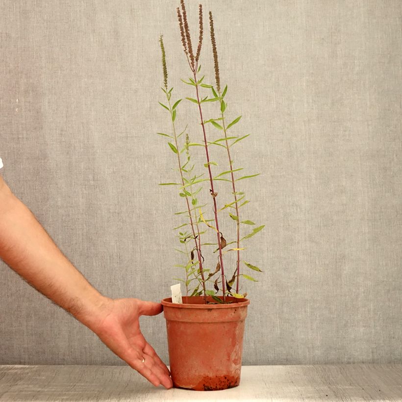 Amostra de Veronica longifolia First Glory Vaso de 2 L/3 L tal como entregue no verão