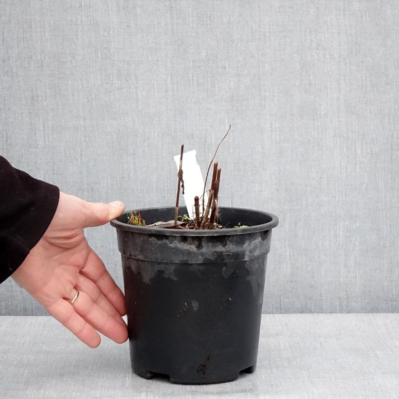 Amostra de Veronica longifolia First Glory Vaso de 2 L/3 L tal como entregue no inverno