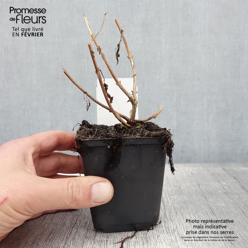 Amostra de Veronica longifolia First Lady - Véronique à longues feuilles Vaso de 8/9 cm tal como entregue no inverno