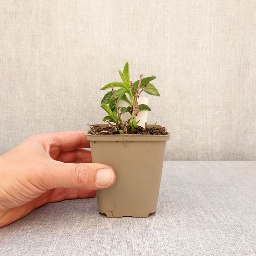 Amostra de Veronica longifolia First Lady Vaso de 8/9 cm tal como entregue na primavera