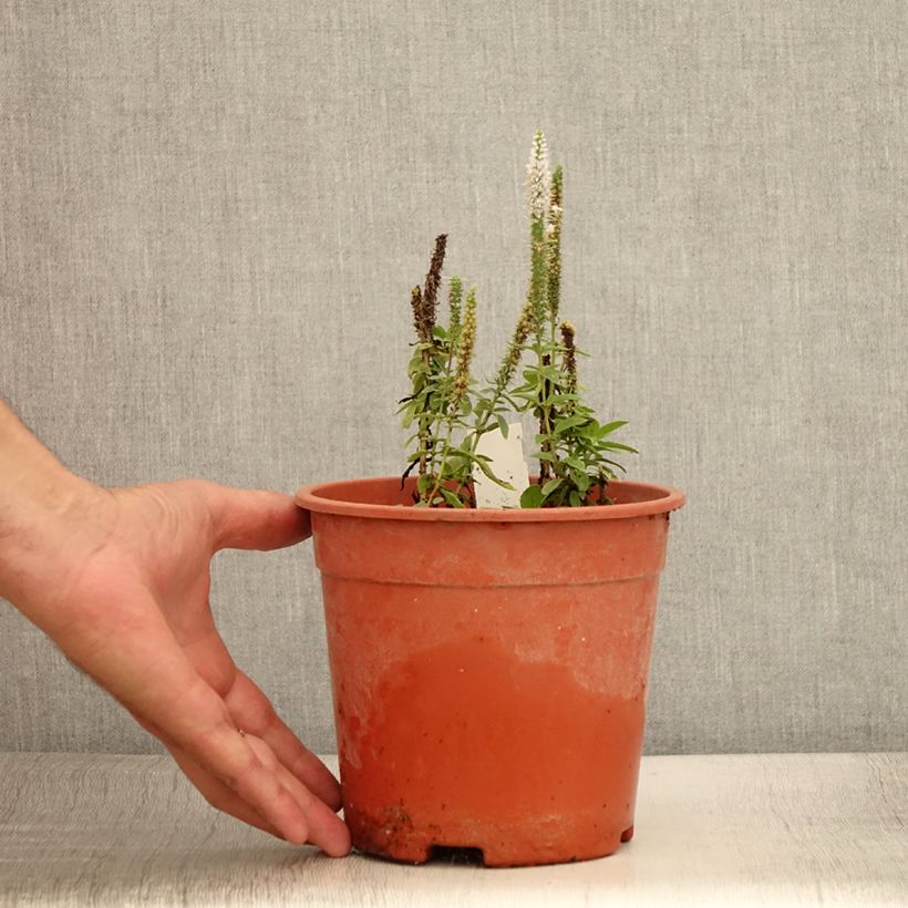 Amostra de Veronica longifolia First Lady - Véronique à longues feuilles Vaso de 2 L/3 L tal como entregue no verão