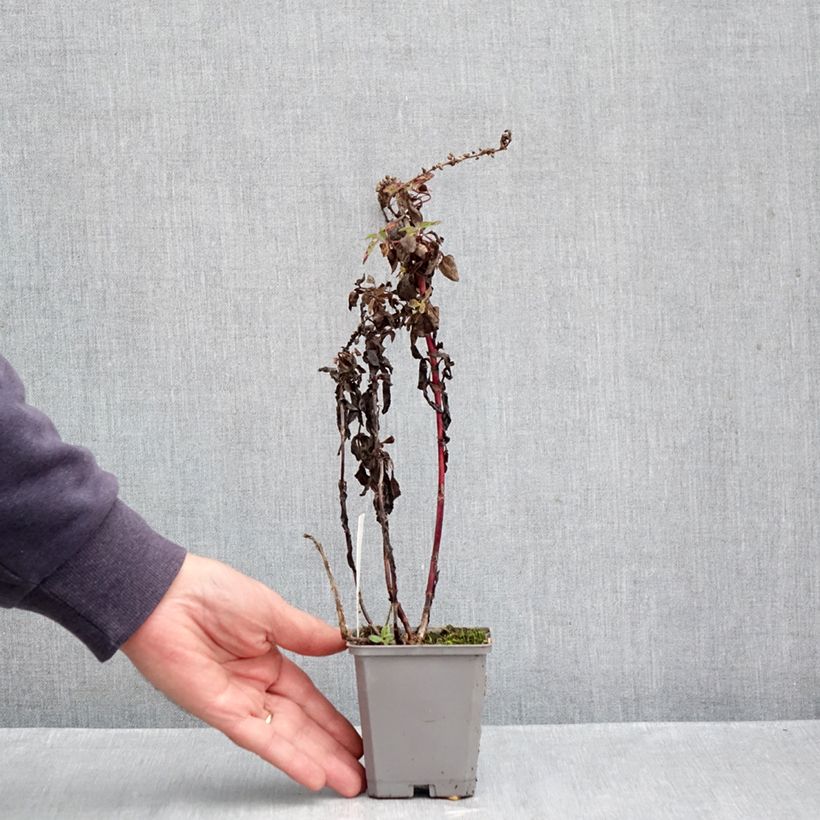 Amostra de Veronica longifolia Pink Damask Vaso de 8/9 cm tal como entregue no outono