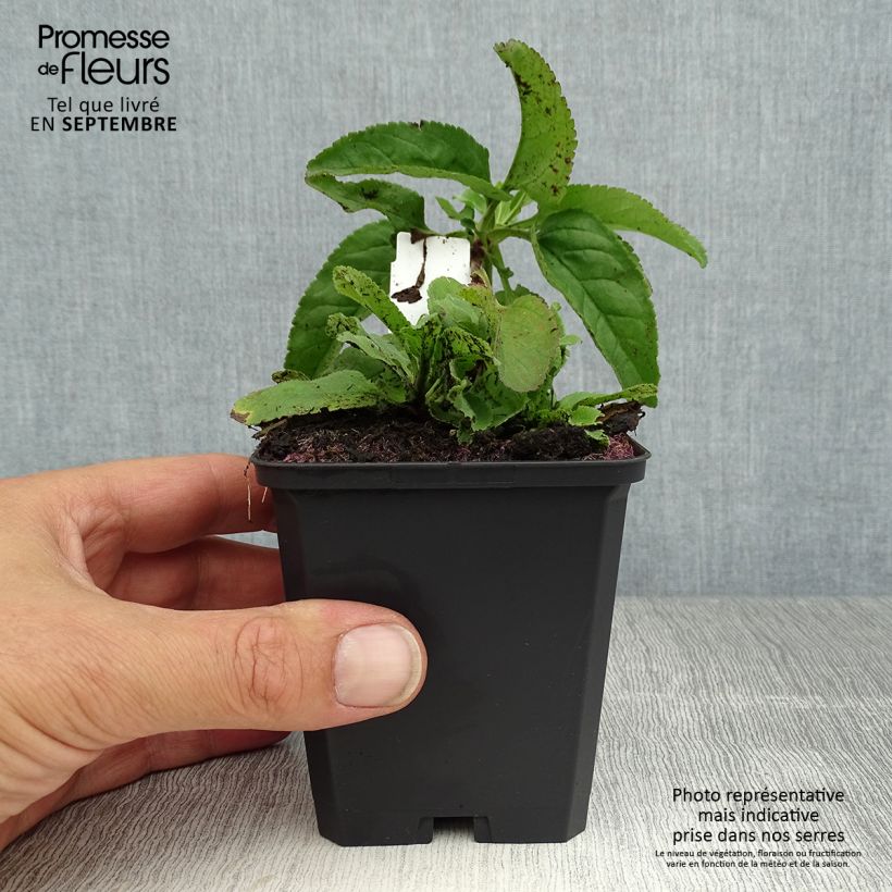 Amostra de Veronica longifolia Pink Damask Vaso de 8/9 cm tal como entregue no verão