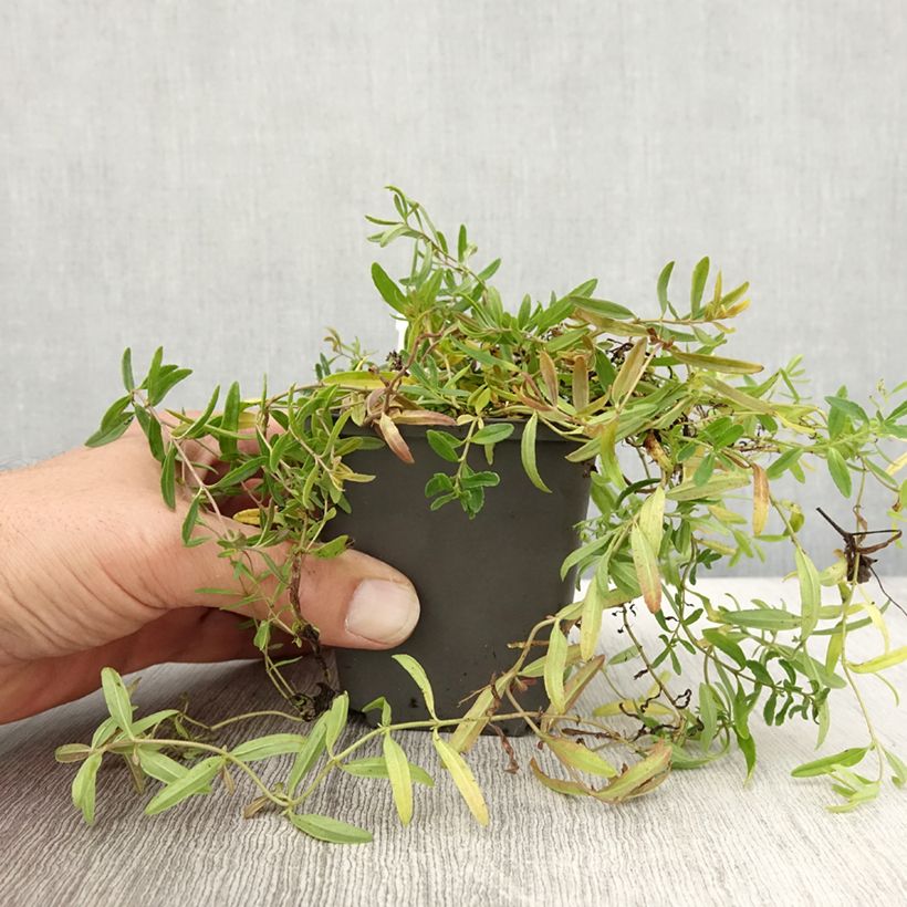 Amostra de Veronica prostrata Alba Vaso de 8/9 cm tal como entregue no outono