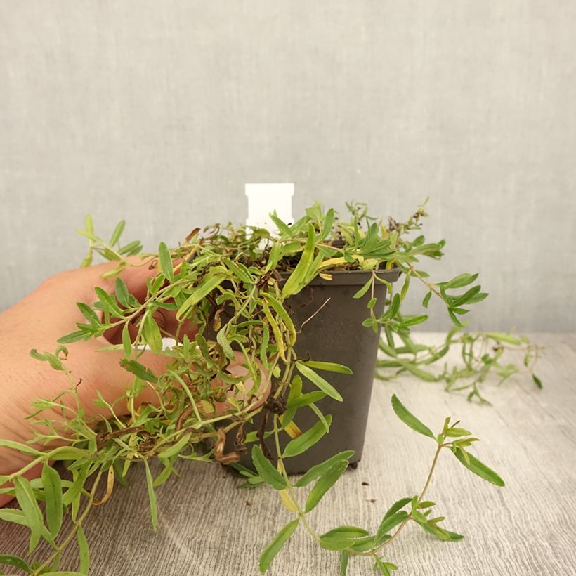 Amostra de Veronica prostrata Alba Vaso de 8/9 cm tal como entregue no verão