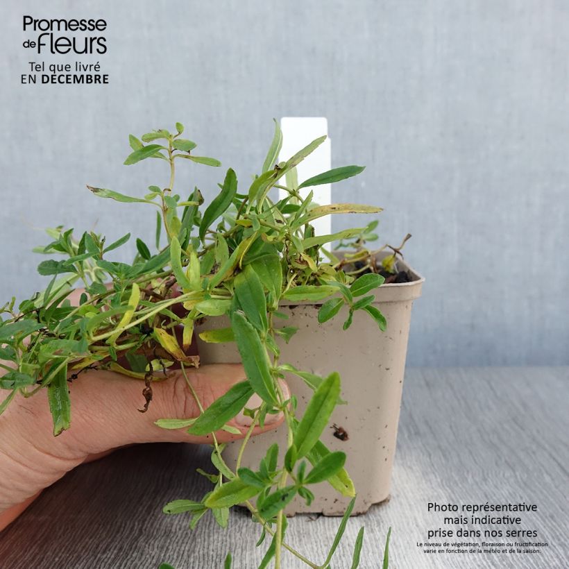 Amostra de Veronica prostrata Alba - Véronique prostrée blanche  Vaso de 8/9 cm tal como entregue no inverno