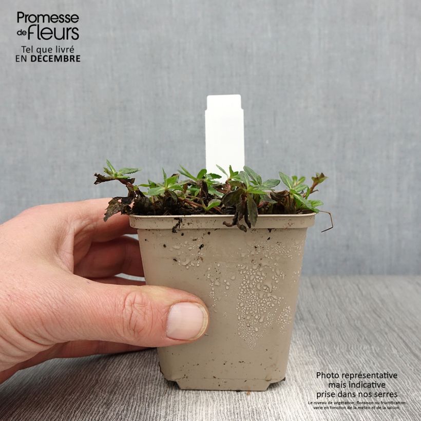 Amostra de Veronica prostrata Mrs Holt Vaso de 8/9 cm tal como entregue no outono