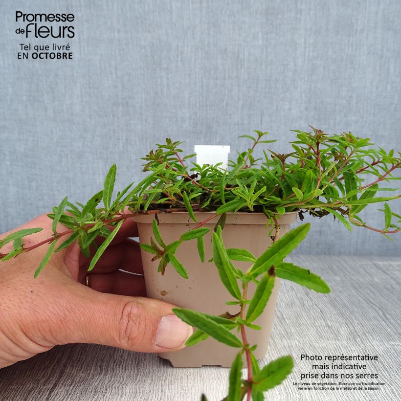 Amostra de Veronica prostrata Vaso de 8/9 cm tal como entregue no outono