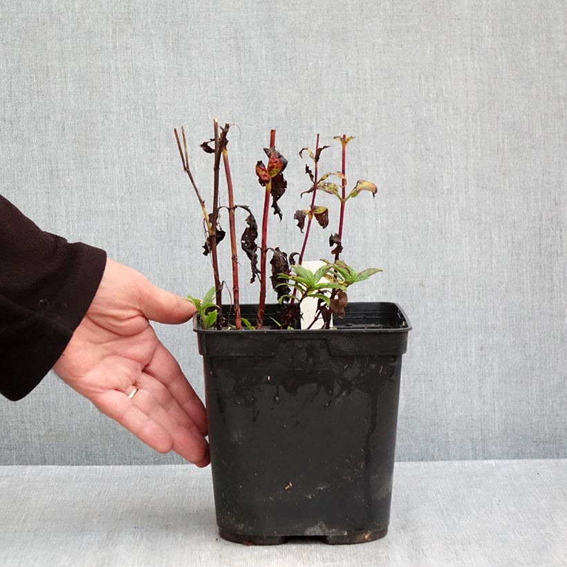 Amostra de Veronica Purpleicious Harmony Vaso de 2 L/3 L tal como entregue no outono