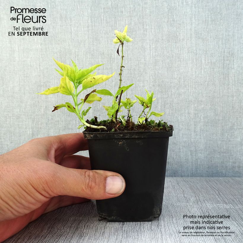 Amostra de Veronica spicata Alba Vaso de 8/9 cm tal como entregue no verão