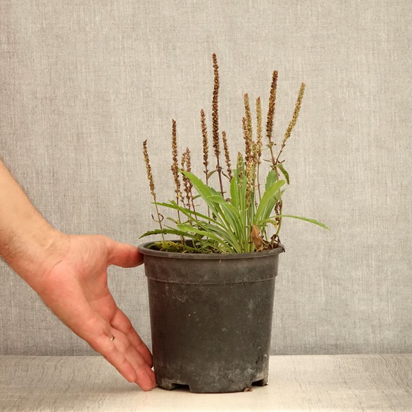 Amostra de Veronica spicata Baby Blue Vaso de 2 L/3 L tal como entregue no verão