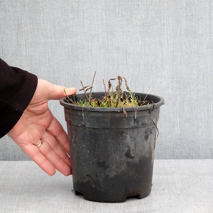 Amostra de Veronica spicata Baby Blue - Véronique en épis Vaso de 2 L/3 L tal como entregue no inverno