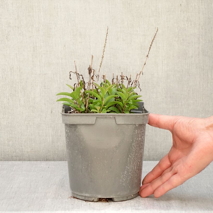 Amostra de Veronica spicata Baby Blue Vaso de 2 L/3 L tal como entregue na primavera