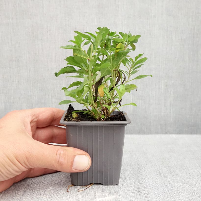 Amostra de Veronica spicata Bubblegum Candles Vaso de 8/9 cm tal como entregue no outono