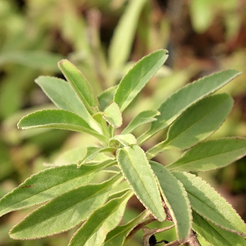 Veronica spicata Erika (Folhagem)