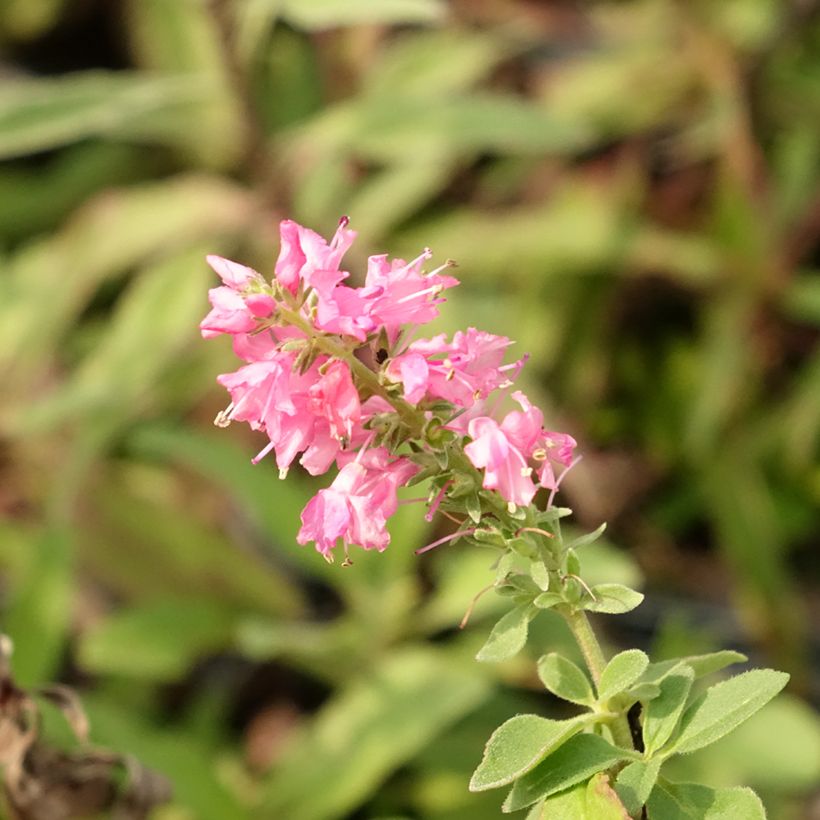 Veronica spicata Erika (Floração)
