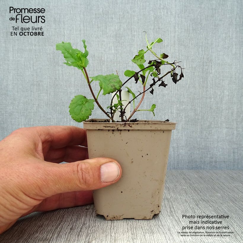 Amostra de Veronica spicata First Love Vaso de 8/9 cm tal como entregue no outono