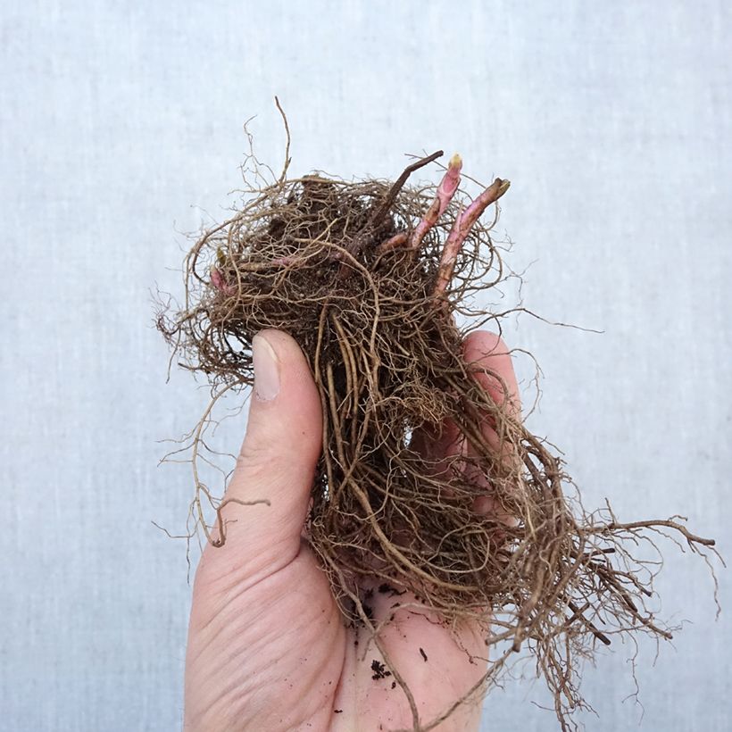 Amostra de Veronica spicata First Love Raízes nuas tal como entregue no inverno