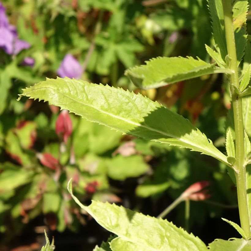 Veronica spicata Icicle (Folhagem)
