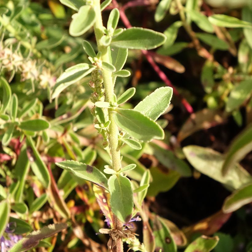Veronica spicata Nana Blue (Folhagem)