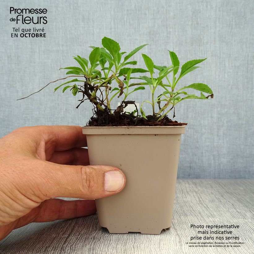 Amostra de Veronica spicata Rotfuchs Vaso de 8/9 cm tal como entregue no outono