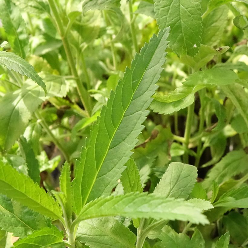 Veronica spicata Rotfuchs (Folhagem)