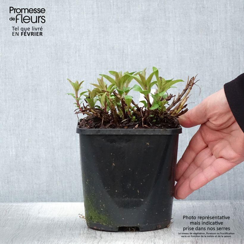 Amostra de Veronica spicata Royal Candles - Véronique en épis Vaso de 1,5 L/2 L tal como entregue no inverno