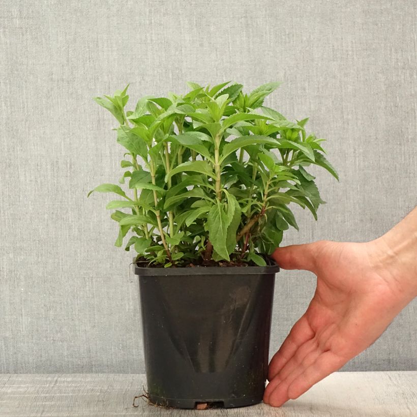 Amostra de Veronica spicata Royal Candles Vaso de 1,5 L/2 L tal como entregue na primavera