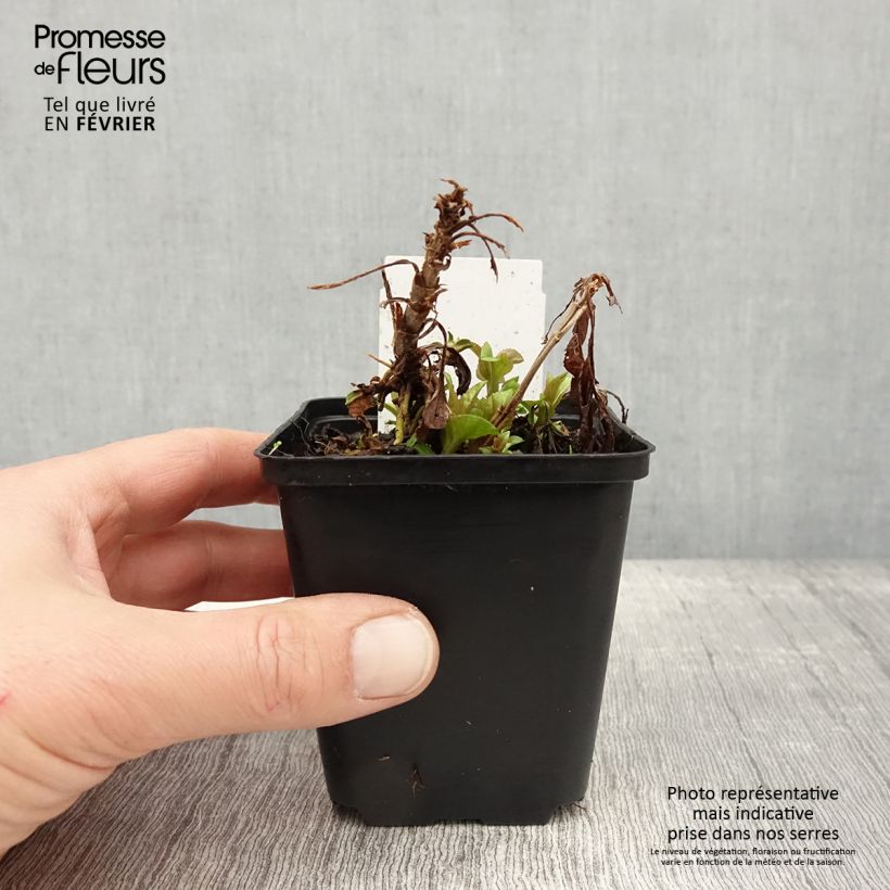 Amostra de Veronica spicata Ulster Dwarf Blue - Véronique en épis Vaso de 8/9 cm tal como entregue no inverno