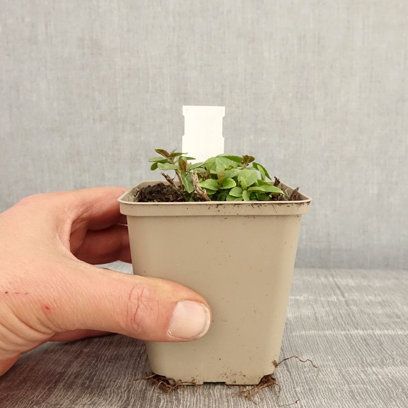 Amostra de Veronica spicata Ulster Dwarf Blue Vaso de 8/9 cm tal como entregue na primavera