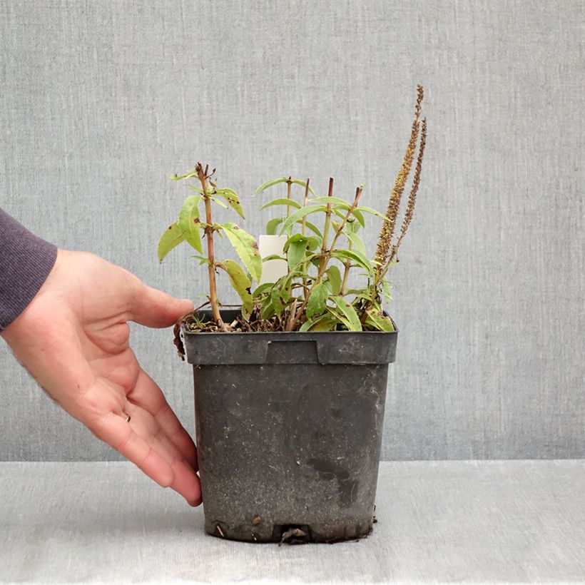 Amostra de Veronica spicata Ulster Dwarf Blue Vaso de 2 L/3 L tal como entregue no outono
